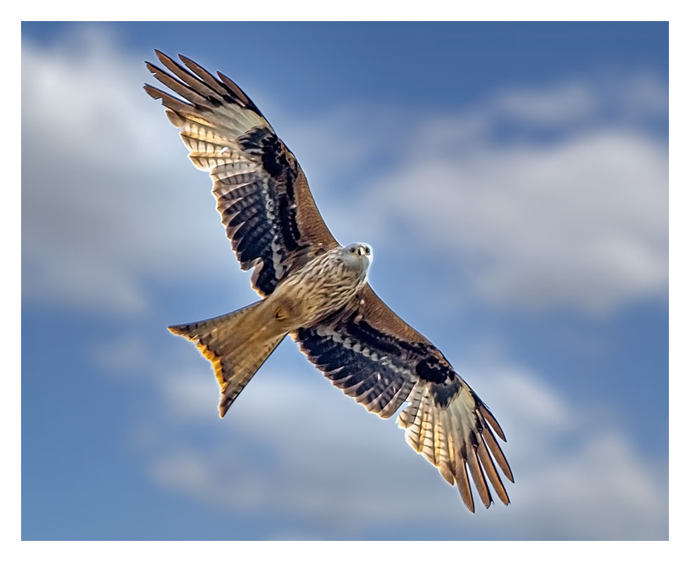 All the photographs for this video were taken in or from the garden� Enjoy�